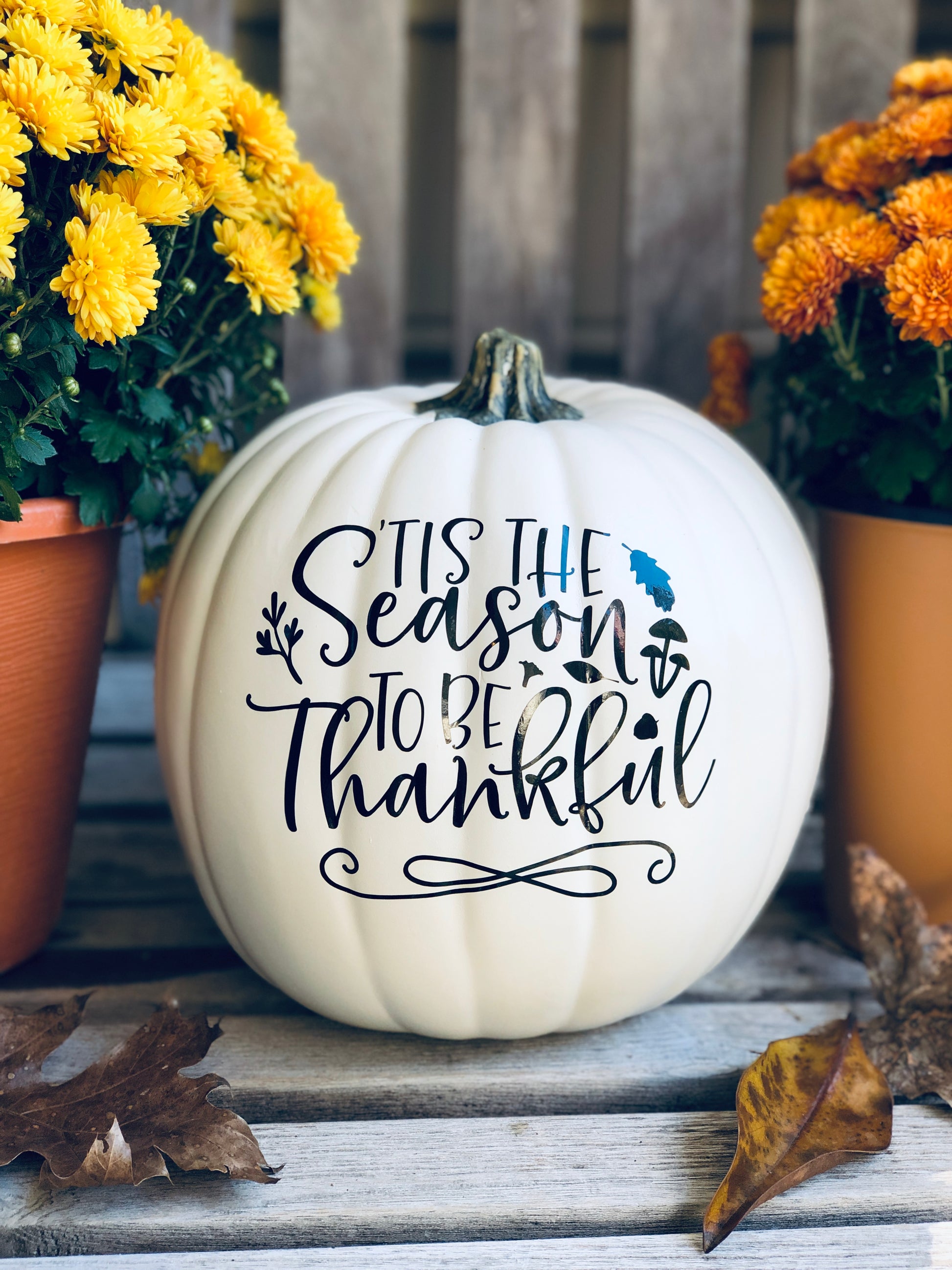 Close up of Medium antique white pumpkin with 'Tis the season to be thankful text in black with colorful mums in the background
