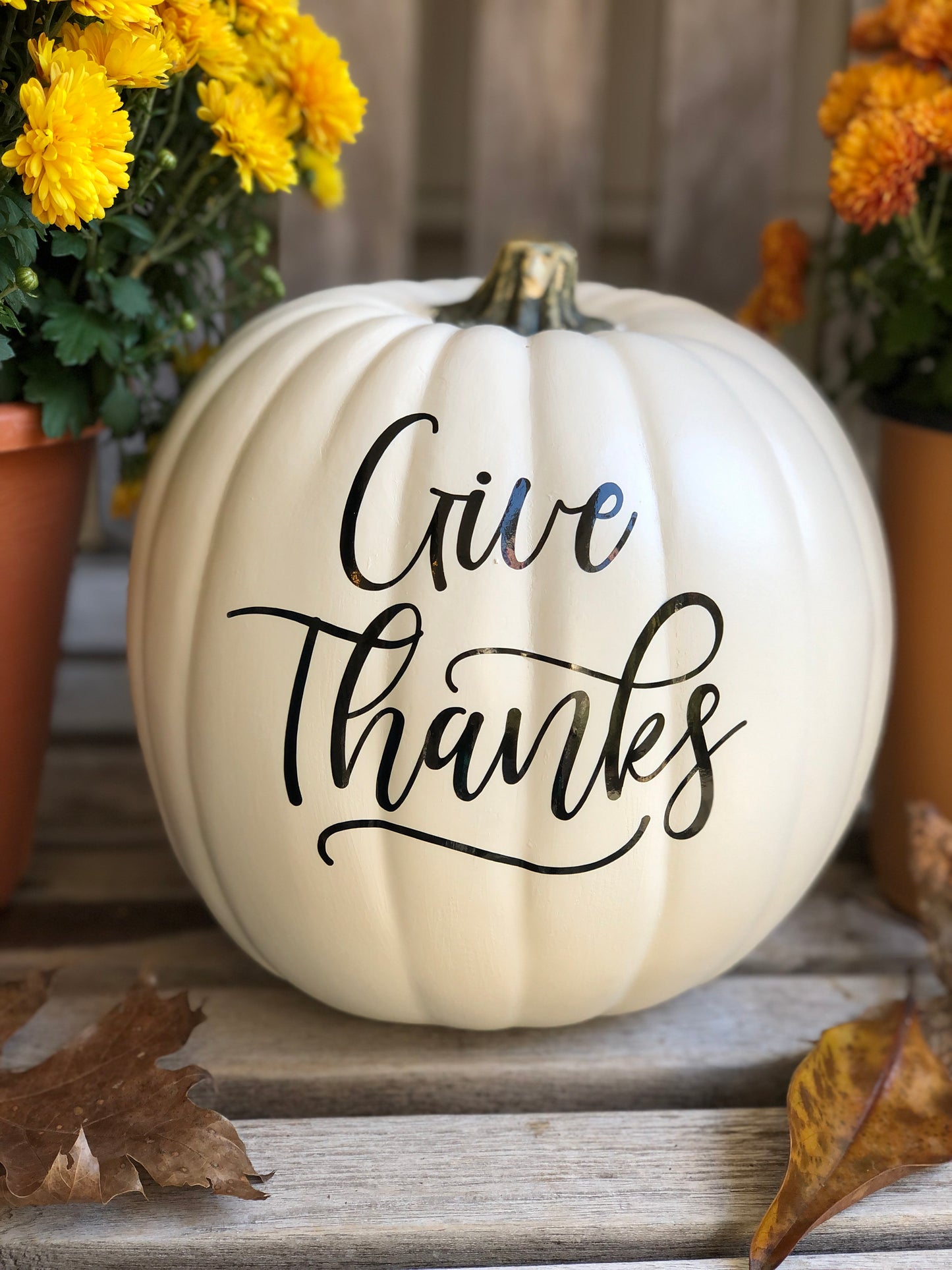 Close up of Medium antique white pumpkin with Give Thanks text in black with colorful mums in the background
