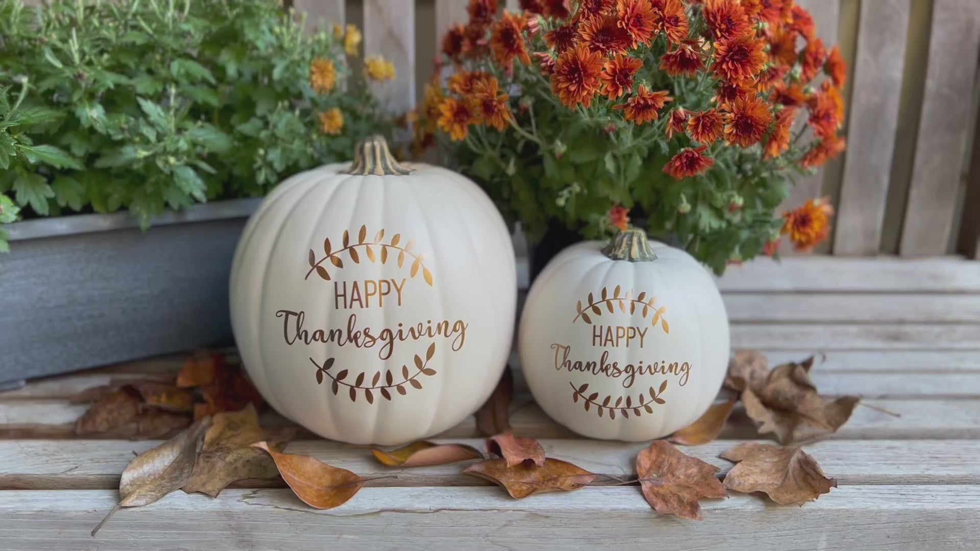 Video still of white decorative pumpkin set "Happy Thanksgiving"